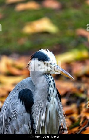 Nei tranquilli dintorni dei Giardini Botanici nazionali d'Irlanda, l'elegante Heron grigio (Ardea cinerea) si erge alto, un maestoso osservatorio sentinella Foto Stock