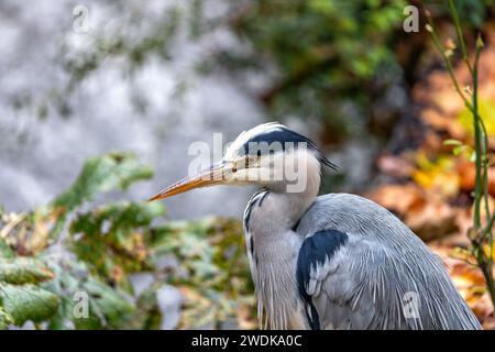 Nei tranquilli dintorni dei Giardini Botanici nazionali d'Irlanda, l'elegante Heron grigio (Ardea cinerea) si erge alto, un maestoso osservatorio sentinella Foto Stock