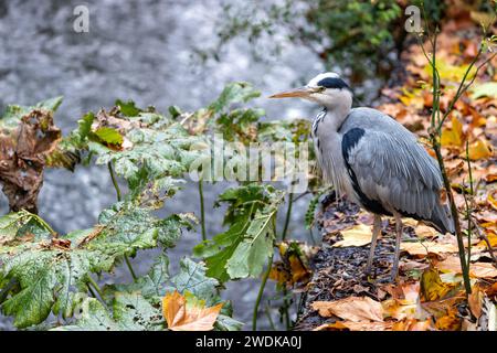 Nei tranquilli dintorni dei Giardini Botanici nazionali d'Irlanda, l'elegante Heron grigio (Ardea cinerea) si erge alto, un maestoso osservatorio sentinella Foto Stock