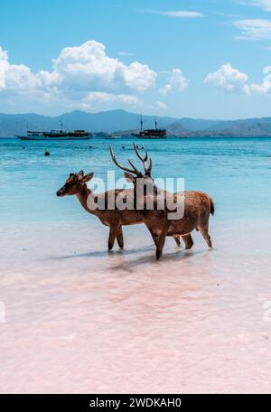 Incontro sereno: Due cervi che si tuffano nelle acque cristalline con le maestose montagne e le navi a vela sullo sfondo Foto Stock