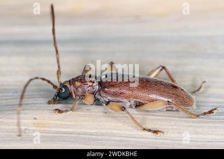 Ceresium unicolor, scarabeo longhorn (Cerambycidae), noto anche come corna lunga o longicorni trovati sull'isola di Mauritius. Foto Stock