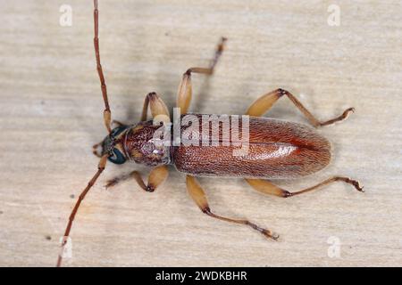 Ceresium unicolor, scarabeo longhorn (Cerambycidae), noto anche come corna lunga o longicorni trovati sull'isola di Mauritius. Foto Stock