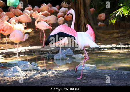 Il Flamingo (Flamingoes) è un tipo di uccello da guado della famiglia Phoenicopteridae Foto Stock