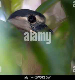 (Sierpe, Costa Rica---21 dicembre 2023) Heron (Cochlearius cochlearius) sul fiume Sierra nell'Humedal Nacional Térraba-Sierpe Mangrov Foto Stock