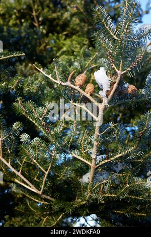 Coni di pino coreano a gennaio la mattina dopo un'improvvisa caduta di neve. Nidderdale. North Yorkshire. Foto Stock