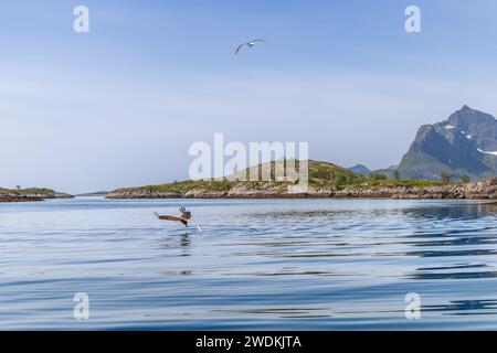 Un'aquila dalla coda bianca che caccia sulle acque riflettenti vicino agli affioramenti rocciosi di Lofoten, con un gabbiano che vola in lontananza Foto Stock