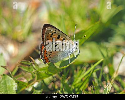 Farfalla di rame viola maschile (Lycaena alciphron) con anteriore viola flourescente a riposo sul fogliame delle Alpi italiane, Italia, Europa Foto Stock