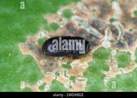 Piccolo scarabeo Ciidae trovato nei funghi Bracket sull'isola di Mauritius. Foto Stock