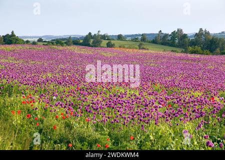 Campo di papavero da oppio fiorito, in latino papaver somniferum, il papavero di colore viola scuro viene coltivato nella Repubblica Ceca per l'industria alimentare Foto Stock