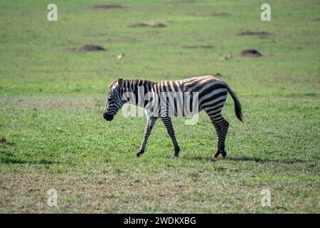 Zebra giovanile delle pianure su praterie Foto Stock