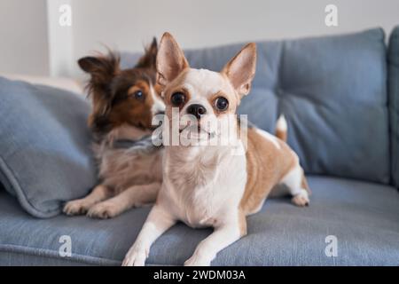 Un chihuahua e un collie sdraiati su un divano grigio che guarda avanti in un soggiorno. Foto Stock