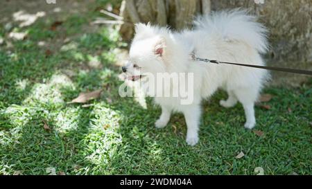 Un soffice cane bianco della pomerania al guinzaglio che si gode una giornata di sole nel parco con lussureggiante erba verde. Foto Stock