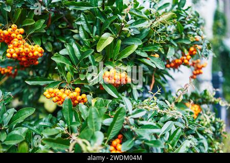 Vivaci bacche di arancio incastonate tra lussureggianti foglie verdi, suggerendo la abbondanza della natura in un ambiente all'aperto. Foto Stock