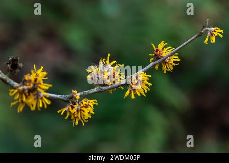 Hamamelis x Intermedia 'Brevipetala' (Hazel strega) una pianta di arbusto dell'albero di fioritura di primavera invernale che ha un fiore giallo primaverile altamente profumato e. Foto Stock