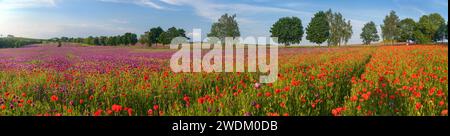 Campo di papavero da oppio di colore viola scuro erbacciato con papaveri rossi, in papaver somniferum latino, il papavero da fiore di colore viola è coltivato nella Repubblica Ceca Foto Stock