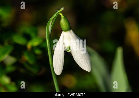 Snowdrop galanthus elwesii "Mrs Macnamara" una pianta a fiore bulbo primaverile all'inizio dell'inverno con un fiore primaverile bianco che apre a gennaio e Fe Foto Stock