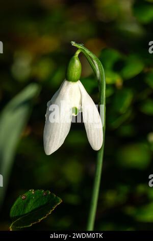 Snowdrop galanthus elwesii "Mrs Macnamara" una pianta a fiore bulbo primaverile all'inizio dell'inverno con un fiore primaverile bianco che apre a gennaio e Fe Foto Stock