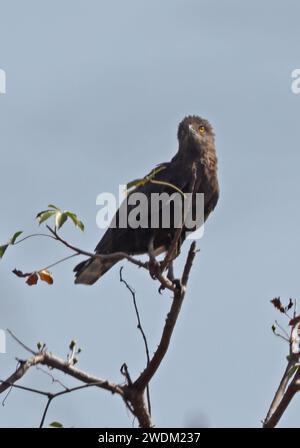 Aquila serpente di Beaudouin (Circaetus beaudouini) adulto arroccato in cima agli alberi Ghana, Africa. Dicembre Foto Stock