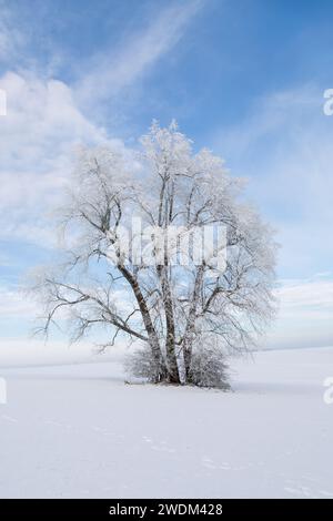 Alter Baum, bedeckt mit Schnee und Eis im Januar 2024 bei Grüningen in Assia, Deutschland, Wintertag Foto Stock