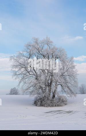 Alter Baum, bedeckt mit Schnee und Eis im Januar 2024 bei Grüningen in Assia, Deutschland, Wintertag Foto Stock