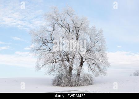 Alter Baum, bedeckt mit Schnee und Eis im Januar 2024 bei Grüningen in Assia, Deutschland, Wintertag Foto Stock