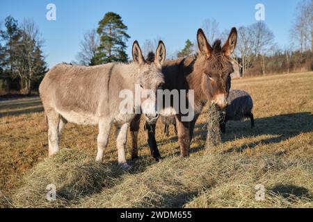 Un asino grigio e un asino marrone mangiano in un pascolo a Skaraborg a Vaestra Goetaland in Svezia in una giornata di sole Foto Stock