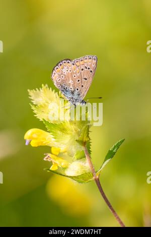 Farfalla blu comune o blu comune europeo - Polyommatus icarus - che riposa su un fiore del sonaglino giallo europeo - Rhinanthus alectorolophus Foto Stock