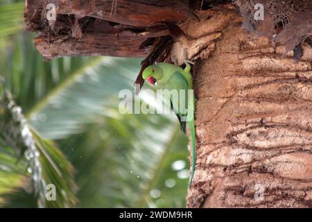 Un Parakeet Psittacula krameri con anelli di rosa che si ripete in una palma a Lanzarote Foto Stock