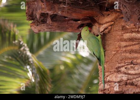 Un Parakeet Psittacula krameri con anelli di rosa che si ripete in una palma a Lanzarote Foto Stock
