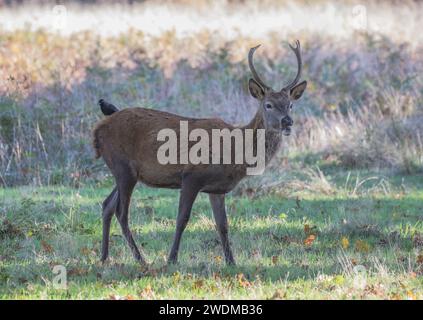 Un giovane cervo cervo (Cervus elaphus) con un jackdaw che fa un giro, aiutandolo con la sua routine di cura. Tenendolo libero dai parassiti. REGNO UNITO Foto Stock