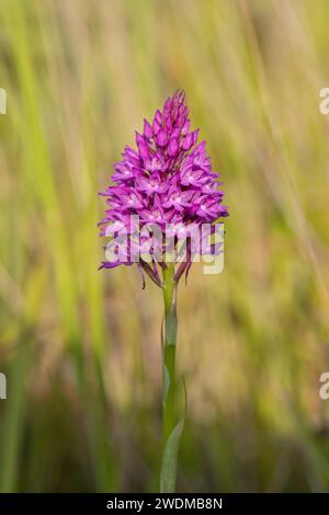 Un'unica orchidea piramidale - Anacamptis pyramidalis, orchidea a forma di piramide rosa brillante, presa su sfondo verde . Suffolk, Regno Unito Foto Stock