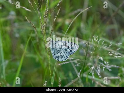 Una foto dettagliata di una farfalla bianca marmorizzata (Melanargia galathea) che mostra i bellissimi motivi sul lato inferiore delle sue ali. Suffolk, Regno Unito Foto Stock