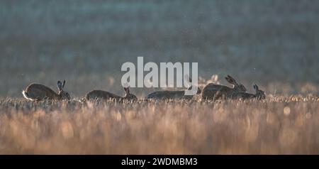 Un'immagine suggestiva di cinque lepri marroni (lepus europaeus) che giocano a caccia di baci tra i raggi del sole, la luce dorata e una mattina nebbiosa. Suffolk, Regno Unito Foto Stock