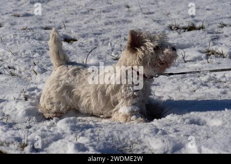 Adulti: West Highland White Terrier su un campo innevato, in piombo, vista laterale Foto Stock