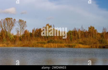 Colori autunnali sugli alberi a Newmans Flashes, Wincham, Cheshire, Regno Unito Foto Stock