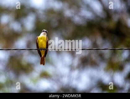 La vibrante grande Kiskadee (Pitangus sulfuratus) catturata nei paesaggi panoramici di El Salvador. Una vivace testimonianza della bellezza aviaria dell'America centrale. Foto Stock