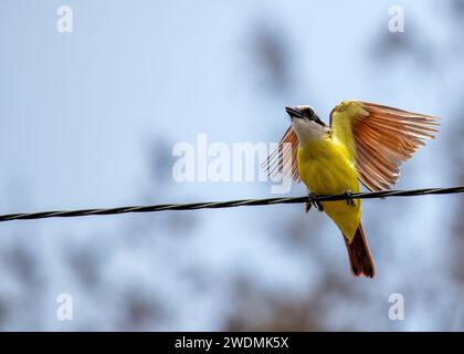 La vibrante grande Kiskadee (Pitangus sulfuratus) catturata nei paesaggi panoramici di El Salvador. Una vivace testimonianza della bellezza aviaria dell'America centrale. Foto Stock