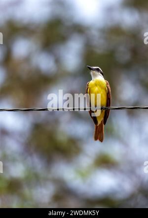 La vibrante grande Kiskadee (Pitangus sulfuratus) catturata nei paesaggi panoramici di El Salvador. Una vivace testimonianza della bellezza aviaria dell'America centrale. Foto Stock