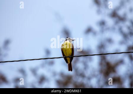 La vibrante grande Kiskadee (Pitangus sulfuratus) catturata nei paesaggi panoramici di El Salvador. Una vivace testimonianza della bellezza aviaria dell'America centrale. Foto Stock