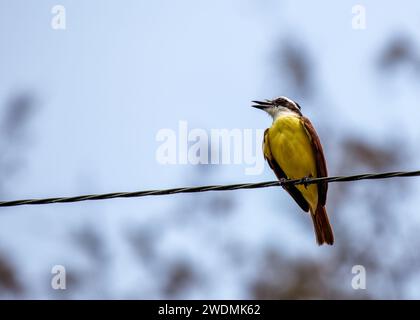 La vibrante grande Kiskadee (Pitangus sulfuratus) catturata nei paesaggi panoramici di El Salvador. Una vivace testimonianza della bellezza aviaria dell'America centrale. Foto Stock