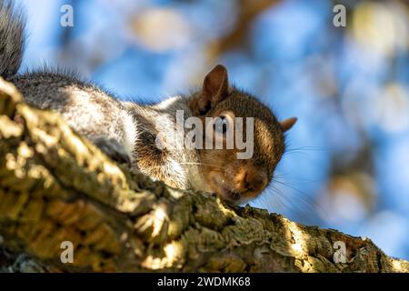 Incantevole scoiattolo grigio (Sciurus carolinensis) catturato tra la vibrante flora dei Giardini Botanici nazionali di Dublino. Un momento delizioso nel natu irlandese Foto Stock