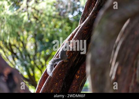 Incantevole scoiattolo grigio (Sciurus carolinensis) catturato tra la vibrante flora dei Giardini Botanici nazionali di Dublino. Un momento delizioso nel natu irlandese Foto Stock