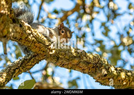 Incantevole scoiattolo grigio (Sciurus carolinensis) catturato tra la vibrante flora dei Giardini Botanici nazionali di Dublino. Un momento delizioso nel natu irlandese Foto Stock