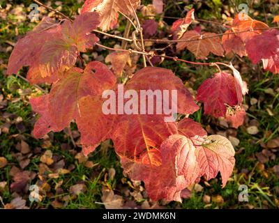 Colori autunnali sugli alberi a Newmans Flashes, Wincham, Cheshire, Regno Unito Foto Stock