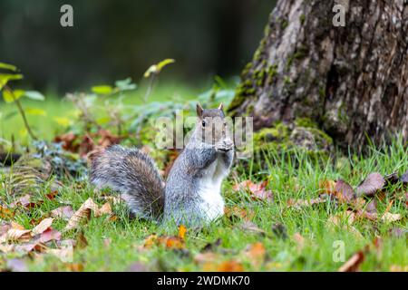 Incantevole scoiattolo grigio (Sciurus carolinensis) catturato tra la vibrante flora dei Giardini Botanici nazionali di Dublino. Un momento delizioso nel natu irlandese Foto Stock