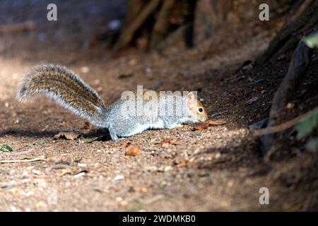 Incantevole scoiattolo grigio (Sciurus carolinensis) catturato tra la vibrante flora dei Giardini Botanici nazionali di Dublino. Un momento delizioso nel natu irlandese Foto Stock