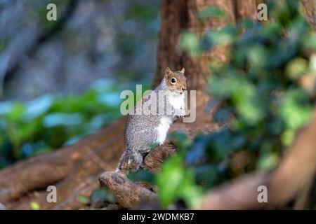 Incantevole scoiattolo grigio (Sciurus carolinensis) catturato tra la vibrante flora dei Giardini Botanici nazionali di Dublino. Un momento delizioso nel natu irlandese Foto Stock