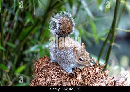 Incantevole scoiattolo grigio (Sciurus carolinensis) catturato tra la vibrante flora dei Giardini Botanici nazionali di Dublino. Un momento delizioso nel natu irlandese Foto Stock