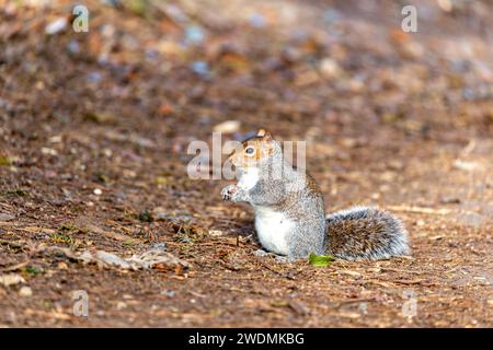 Incantevole scoiattolo grigio (Sciurus carolinensis) catturato tra la vibrante flora dei Giardini Botanici nazionali di Dublino. Un momento delizioso nel natu irlandese Foto Stock