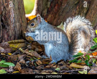 Incantevole scoiattolo grigio (Sciurus carolinensis) catturato tra la vibrante flora dei Giardini Botanici nazionali di Dublino. Un momento delizioso nel natu irlandese Foto Stock